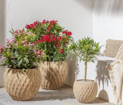 Oleander, Stämmchen, verschiedene Farben