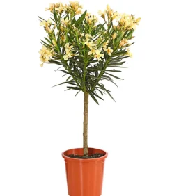 Oleander, Stämmchen, verschiedene Farben