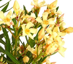 Oleander, Stämmchen, verschiedene Farben