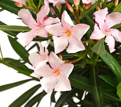 Oleander, Stämmchen, verschiedene Farben