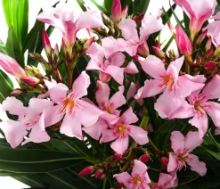 Oleander, Stämmchen, verschiedene Farben