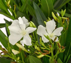 Oleander, Stämmchen, verschiedene Farben