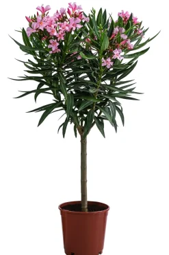 Oleander, Stämmchen, verschiedene Farben