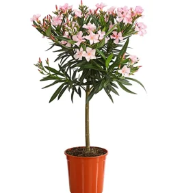 Oleander, Stämmchen, verschiedene Farben