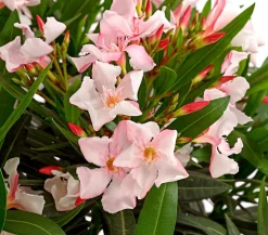 Oleander, Stämmchen, verschiedene Farben