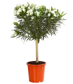 Oleander, Stämmchen, verschiedene Farben