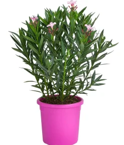 Oleander 'Villa Romaine'