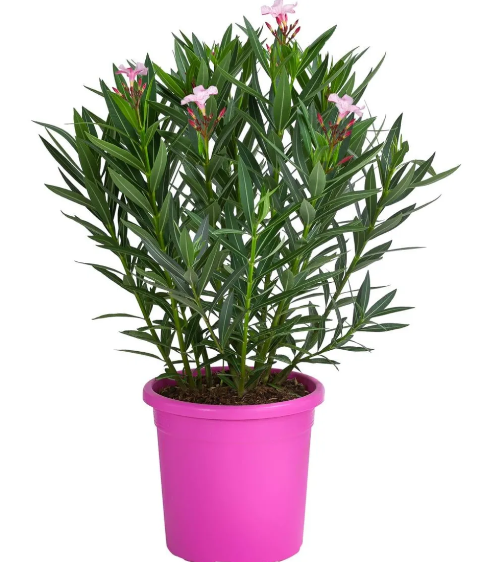 Oleander 'Villa Romaine'