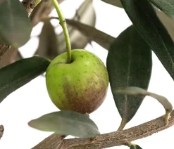 Olive, Busch