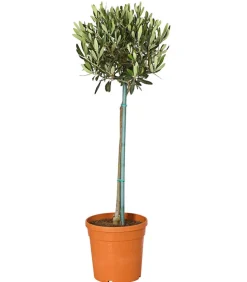 Olive, Stämmchen