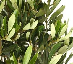 Olive, Stämmchen