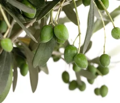 Olive, Stämmchen