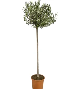 Olive, Stämmchen