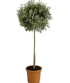 Olive, Stämmchen