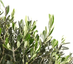 Olive, Stämmchen