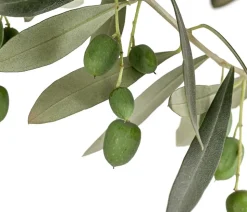 Olive, Stämmchen