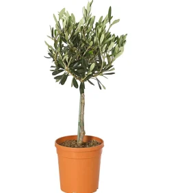 Olive, Stämmchen