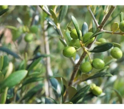 Olive, Stämmchen
