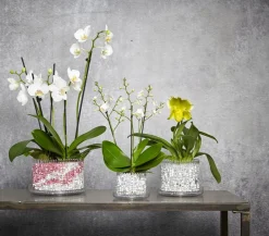 Orchitop® Orchideentopf L Set, rund, ca. Ø18 cm