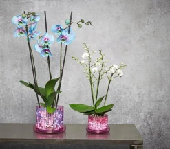 Orchitop® Orchideentopf M Set, rund, ca. Ø13 cm