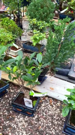 Outdoor-Bonsai Ginkgobaum - Ginkgo biloba