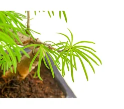 Outdoor-Bonsai Goldlärche - Pseudolarix amabilis