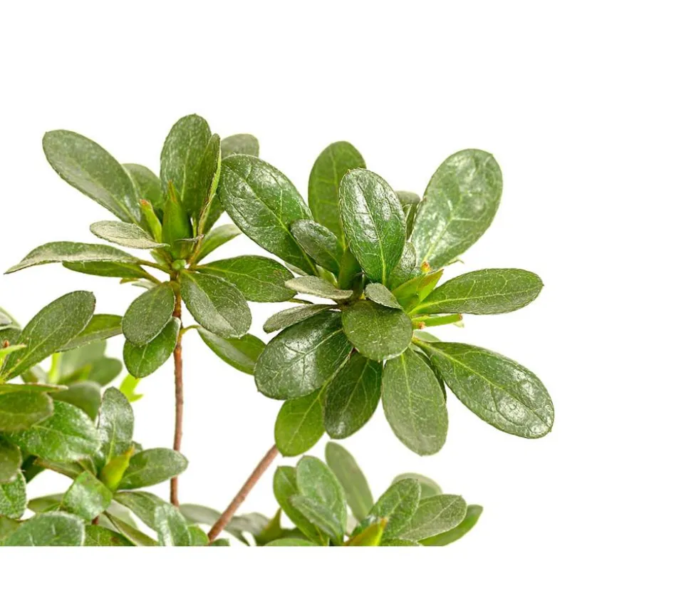 Outdoor-Bonsai Japanische Azalee - Azalee japonica