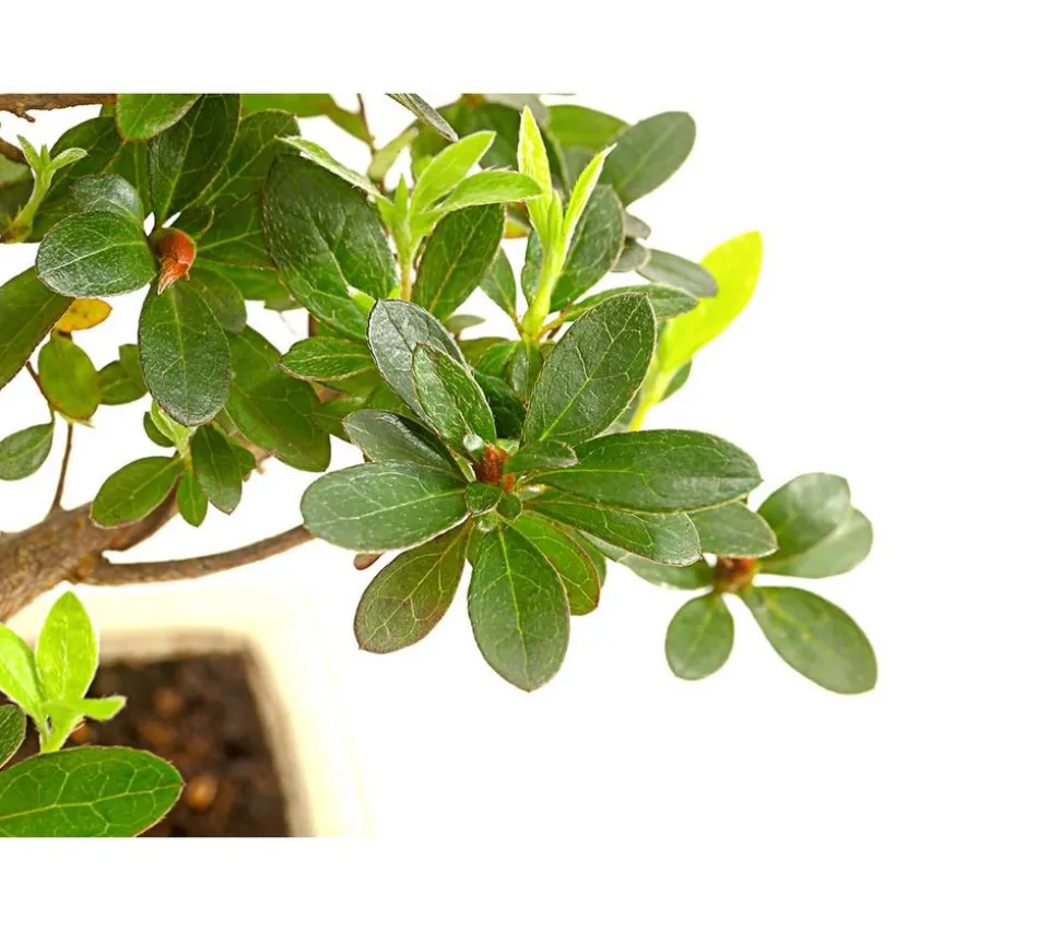 Outdoor-Bonsai Japanische Azalee - Azalee japonica
