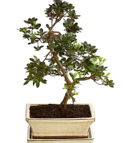 Outdoor-Bonsai Japanische Azalee - Azalee japonica