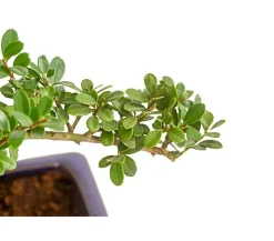 Outdoor-Bonsai Japanische Stechpalme - Ilex crenata