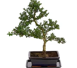 Outdoor-Bonsai Japanische Stechpalme - Ilex crenata