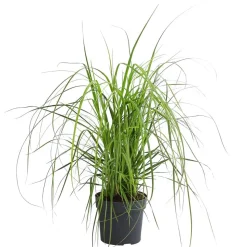 Pampasgras 'Rosea'