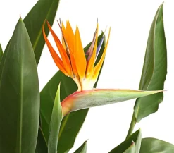Paradiesvogelblume