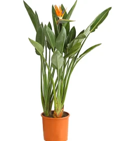 Paradiesvogelblume