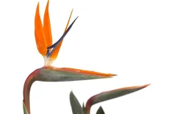 Paradiesvogelblume