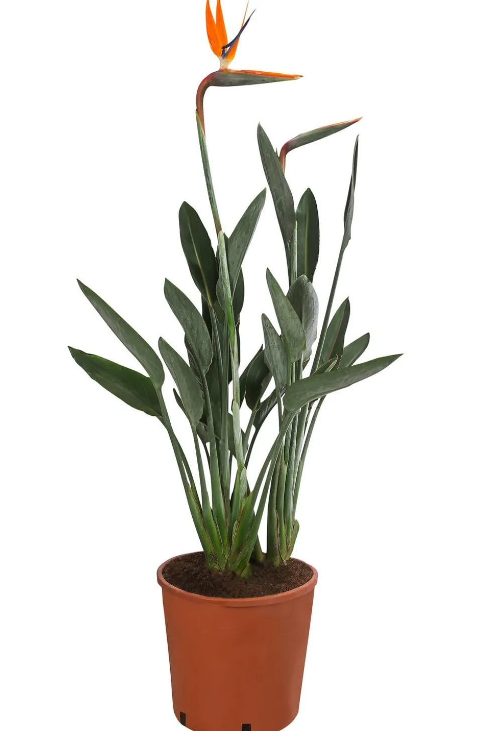 Paradiesvogelblume