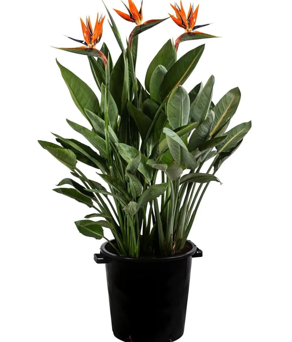 Paradiesvogelblume