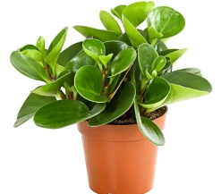 Peperomien-Set - Peperomia cultivars, 3-teilig