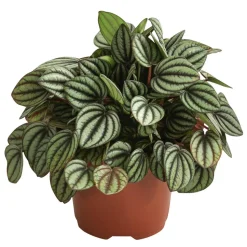 Peperomie - Peperomia albovittata 'Piccolo Banda'