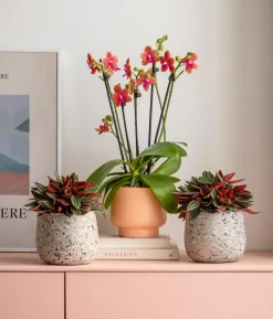 Peperomie - Peperomia caperata 'Rosso'