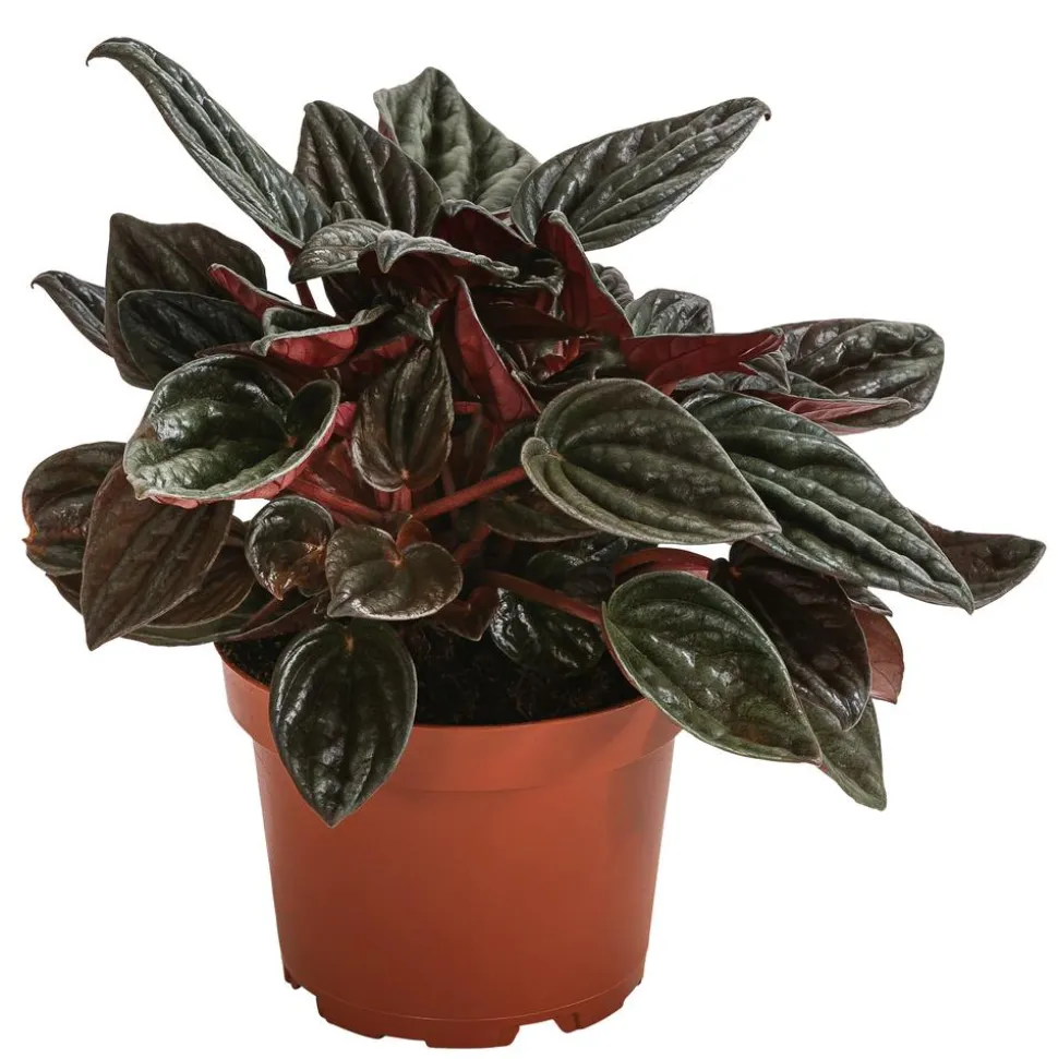 Peperomie - Peperomia caperata 'Brasilia'