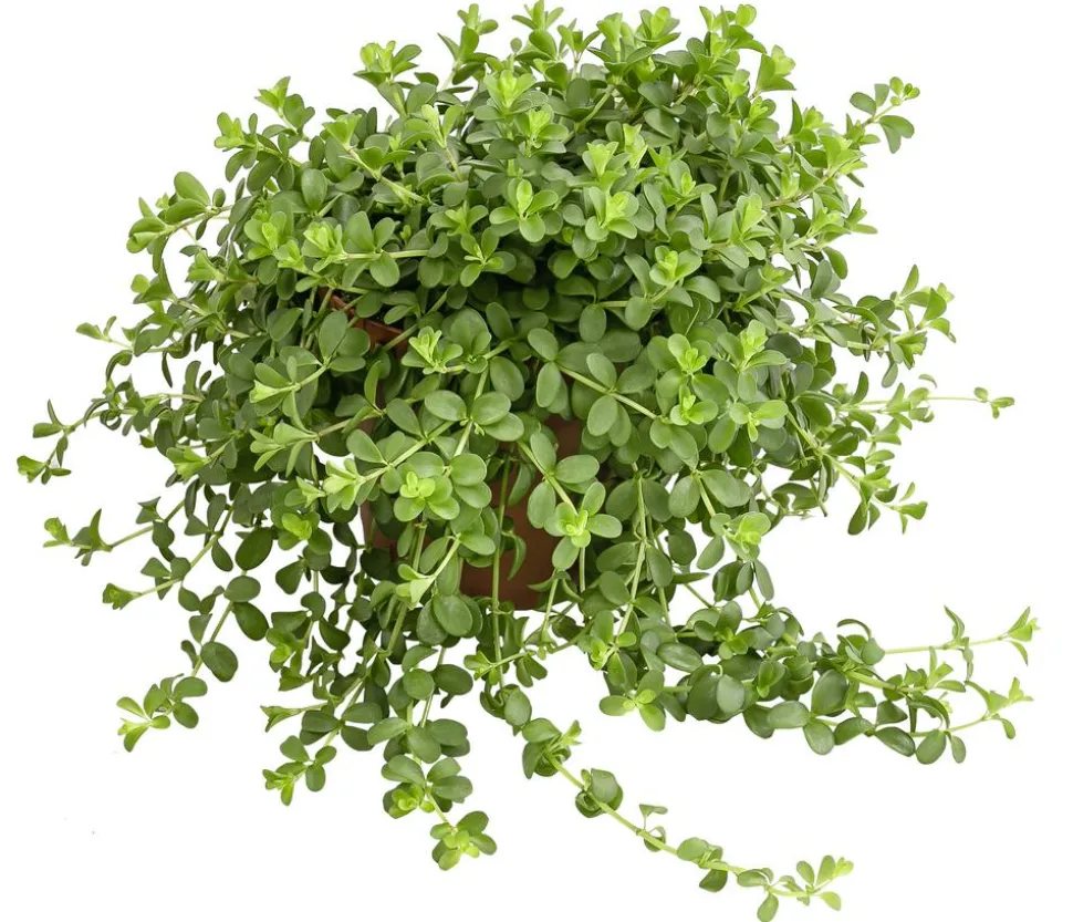 Peperomie - Peperomia deppeana