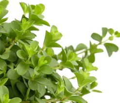 Peperomie - Peperomia deppeana