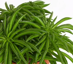 Peperomie - Peperomia ferreyrae 'Happy Bean'