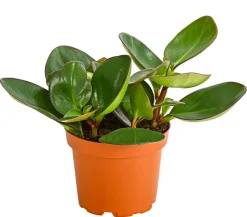 Peperomie - Peperomia obtusifolia 'Red Margin'