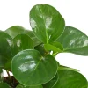 Peperomie - Peperomia obtusifolia