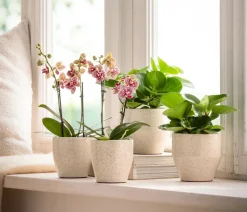 Peperomie - Peperomia obtusifolia