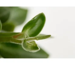 Peperomie - Peperomia orba 'Pixie Lime'