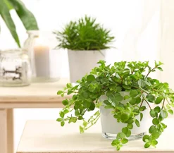 Peperomie - Peperomia rotundifolia