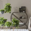 Peperomie - Peperomia rotundifolia, Ampel